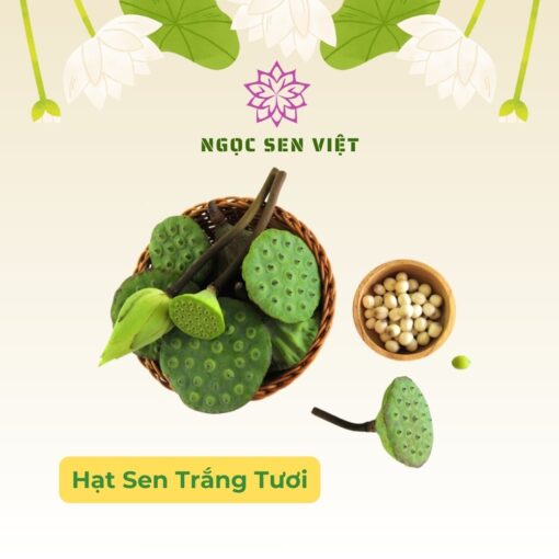 Hạt sen trắng tươi